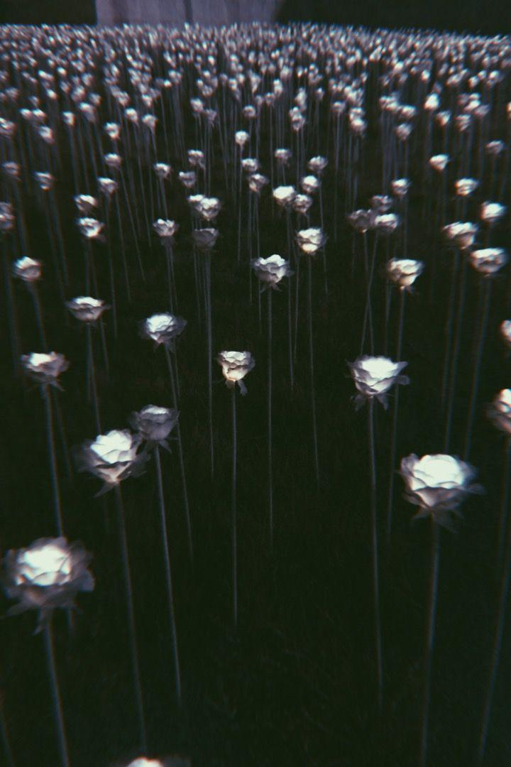 东大门DDP的玫瑰灯海，营造出梦幻般的夜景，吸引了无数情侣前来拍照。